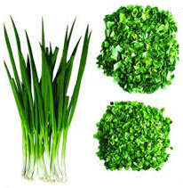 Spring Onion